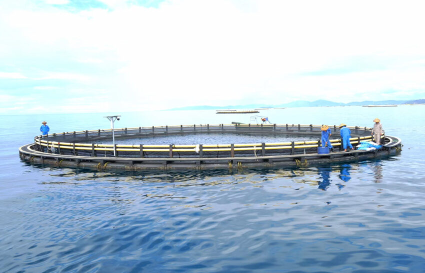 Gravity-type circular aquaculture cage (AQUACULTURE-24640) thumbnail 2