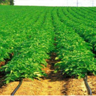 Dây tưới nhỏ giọt gắn mảnh trong (WATER-SAVING-IRRIGATION-24657) thumbnail 3